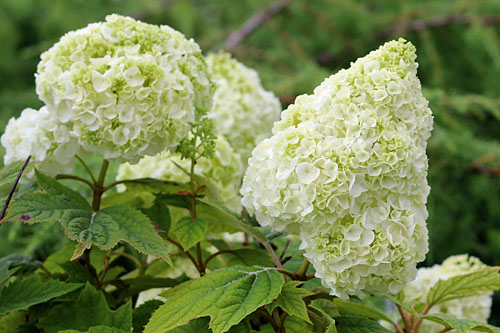 Geh&ouml;lze: Hydrangea GATSBY Moon