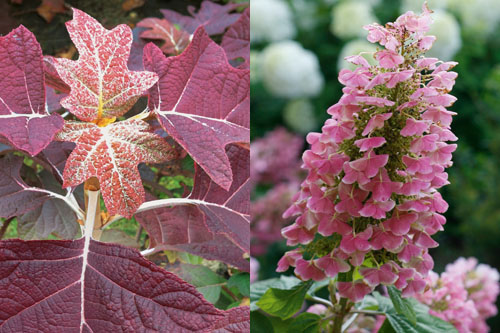 Geh&ouml;lze: Hydrangea GATSBY Pink