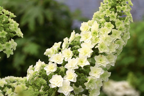 Geh&ouml;lze: Hydrangea GATSBY Star