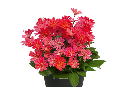 Lewisia  Sunset Glow
