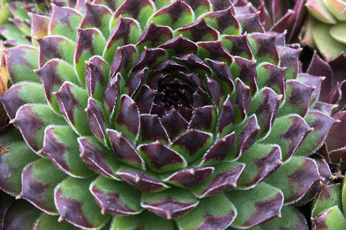 Sempervivum CHICK CHARMS Appletini