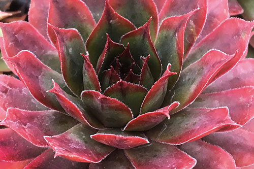 Sempervivum CHICK CHARMS Autumn Apple