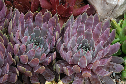 Sempervivum CHICK CHARMS Berry Blues