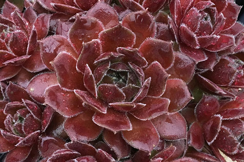 Sempervivum CHICK CHARMS Berry Bomb
