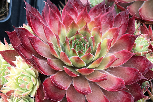 Sempervivum CHICK CHARMS Butterscotch Baby