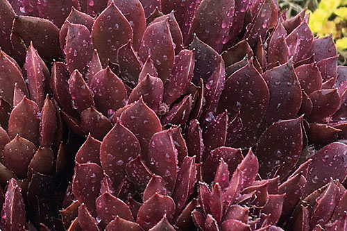 Sempervivum CHICK CHARMS Chocolate Kiss