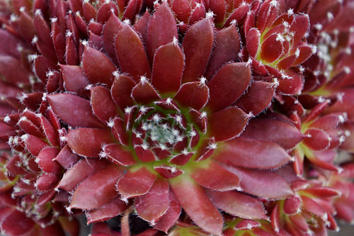 Sempervivum CHICK CHARMS Cinnamon Starburst