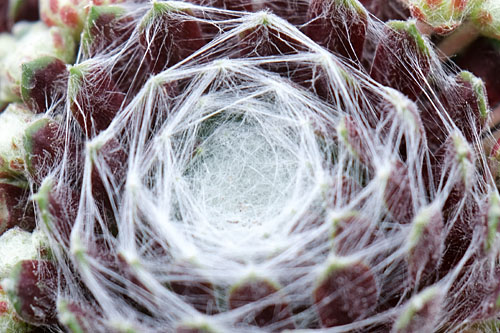 Sempervivum CHICK CHARMS Cotton Candy