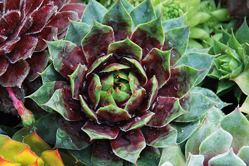 Sempervivum CHICK CHARMS Cranberry Cocktail