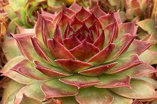 Sempervivum CHICK CHARMS Giants Copper Canyon