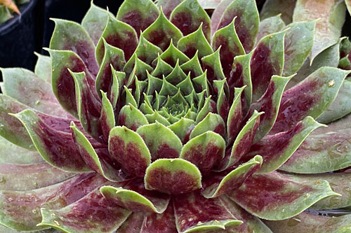 Sempervivum CHICK CHARMS Giants Emerald Expolosion