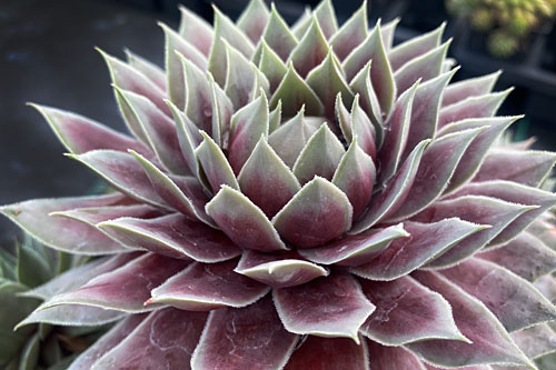 Sempervivum CHICK CHARMS Giants Glacier Blue