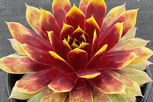 Sempervivum CHICK CHARMS Giants Gold Mine