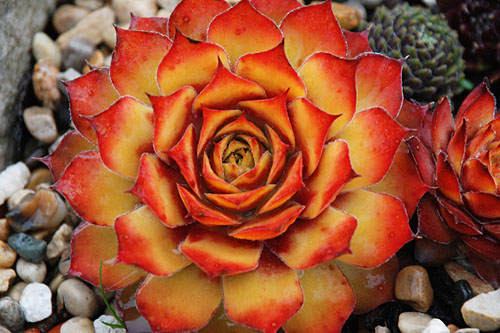 Sempervivum CHICK CHARMS Gold Nugget