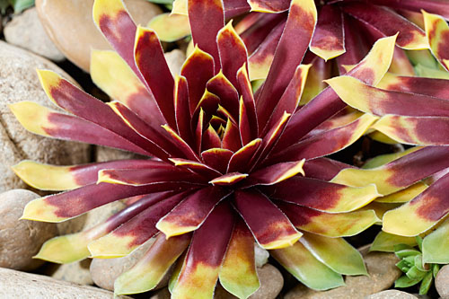 Sempervivum CHICK CHARMS Gold Rush