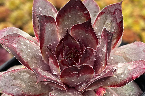 Sempervivum CHICK CHARMS Grape Galaxy