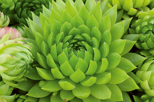 Sempervivum CHICK CHARMS Key Lime Kiss
