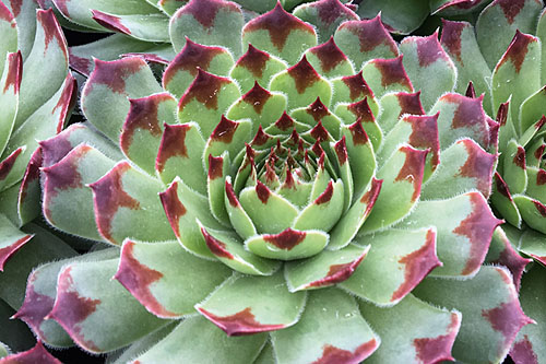 Sempervivum CHICK CHARMS Mint Marvel