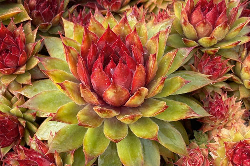 Sempervivum CHICK CHARMS Pineapple Paradise