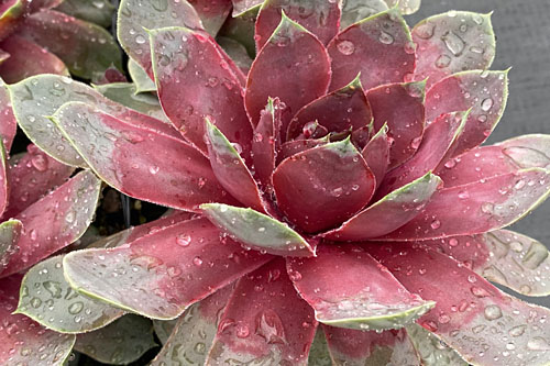 Sempervivum CHICK CHARMS Steel Appeal