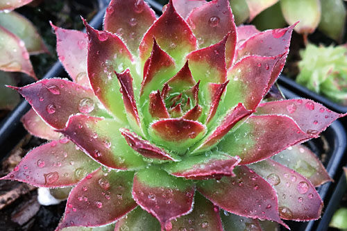 Sempervivum CHICK CHARMS Strawberry Kiwi