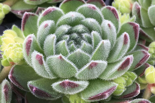 Sempervivum CHICK CHARMS Sugar Shimmer