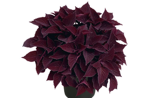 Blattschmuck: Plectranthus scutellarioides  Midnight Majesty
