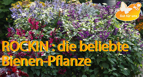 Salvia Rockin: Top-Bienenpflanze im Test der LWG Veitsh&ouml;chheim