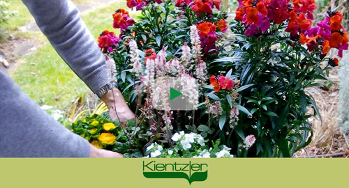 Fr&uuml;hlingsblumen pflanzen