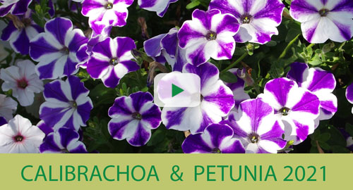 Petunia-Neuheiten 2021