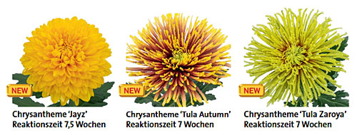 Kientzler Schnittchrysanthemen &Uuml;bersicht